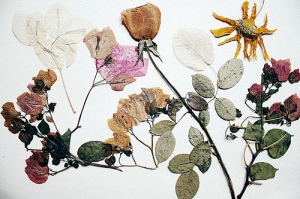 tablou flori presate